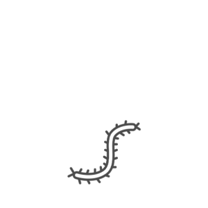 Processionaria